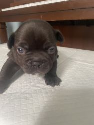 French bulldog puppies with Akc papers