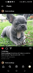 EXOTIC FRENCH BULLDOGS NOW