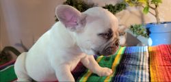 3 Healthy male French bulldogs fluffy carrier