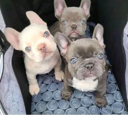 French bulldog puppies for Adoption