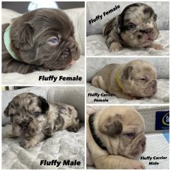 Visual Fluffy and Fluffy Carriers French Bulldog Puppies