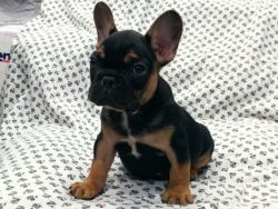 French bull dog puppy for sale !