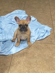 Frenchies 4 Sale