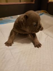 AKC registered Bue and Blue Merle French Bulldogs
