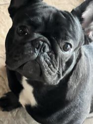 Full AKC Male Frenchie. Looking for a new home