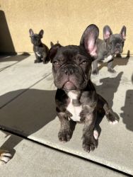 4 males 4 months old frenchies isabella carriers micro midget blood