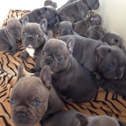 Frenchie puppies for Adoption