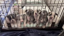 AKC Registered French Bulldog puppies.