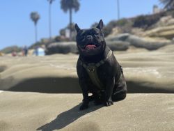 Rehoming FRENCHIE AKC Registered AKC Pedigree Certificate