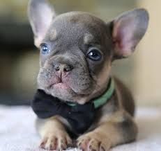 French Bulldog puppies for sale at Pets Farm Pets Farm offers Best Fr