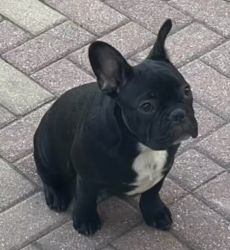 Two male French bulldogs looking for forever homes