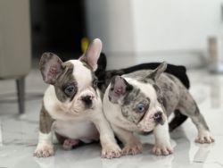 Frenchies Puppy