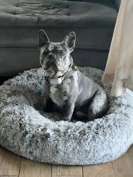 2 year old Frenchie