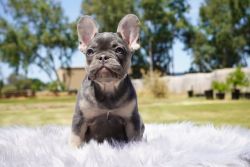 Frenchies ready for rehoming