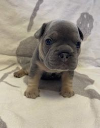 AKC Blue and tan & Blue fawn frenchies for sale
