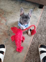 FRENCHIE for sale!!