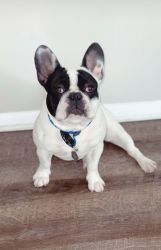 For sale / french bulldog