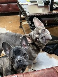 2 Frenchies