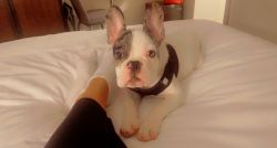 Frenchie 12 week male with papers