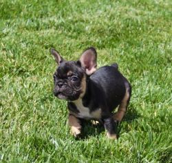 12 WEEK OLD MALE FRENCH BULLDOG PUP