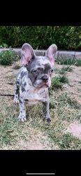 French Bulldog Puppies Ready for homes AKC