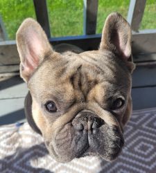 Beautiful Pure Bred Blue Sable Male French Bulldog