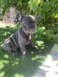 REHOMING FRENCH BULLDOG PUPPIES