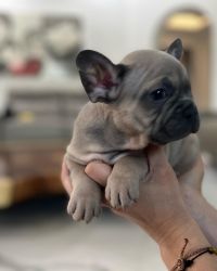Frenchies Puppies