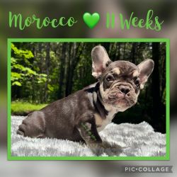 Morocco Is Ready for his FurEVER Pawrents!