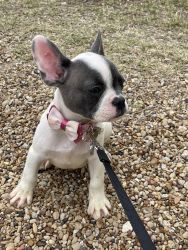 ✨⭐️ AKC Registered 2 month old White & Black Pied Frenchie ⭐️✨