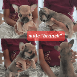 8week old frenchbulldogs