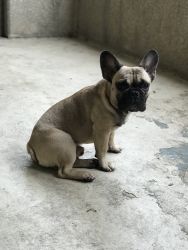 Male frenchie