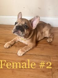 female pup needs new home