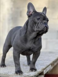 French bull dogs puppies