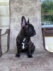 French Bulldog Male 3 months