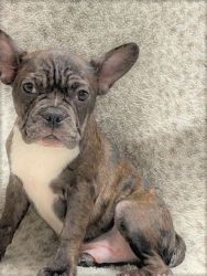 Adorable Faux French Bulldog Puppies