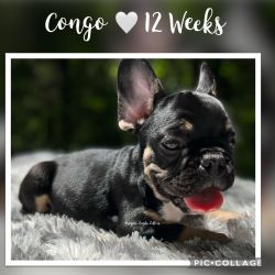 Congo Is Ready for His FurEVER Companion