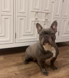 Frenchie lilac Adult