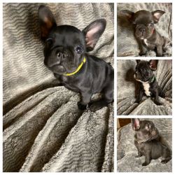 AKC registered French bulldog puppies