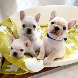 Well Trained French Bulldog puppies