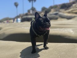 Frenchie Looking For New Home