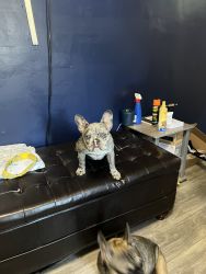 Beautiful French bulldog female ready to go good home broken great gre