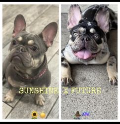 Future and Sunshine babies FRENCH BULLY