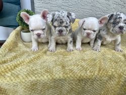 Lilac & Tan Merle/ Platinum French Bulldog Puppies