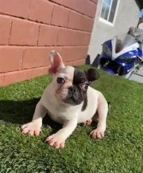 Gorgeous French bulldog puppies for sale .