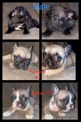Frenchies puppys