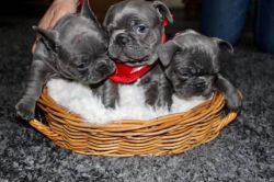 French Bulldogs for Lovely Homes