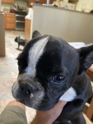 Frenchie female 4 month old pup