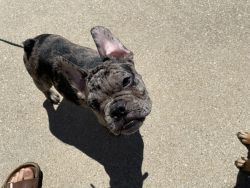 Two 4.5 month old male french bull dogs