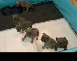 AKC French Bulldogs Blue, Lilac and Tan